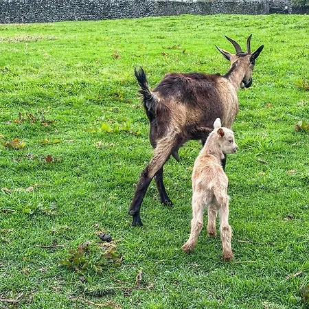 Quinta Do Ananas Pineapple Farm Βίλα