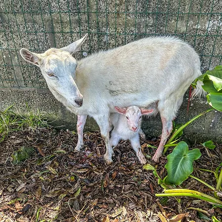 Quinta Do Ananas Pineapple Farm * São Roque