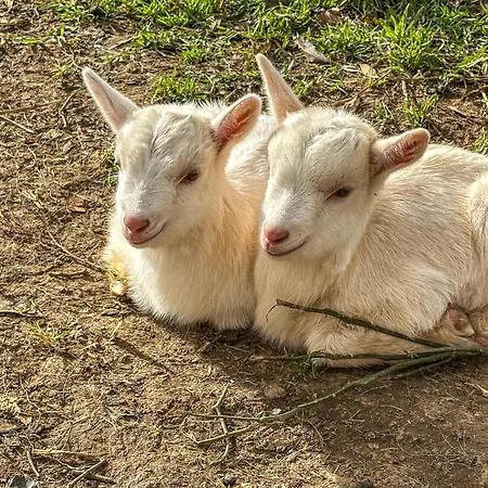 Quinta Do Ananas Pineapple Farm Βίλα São Roque
