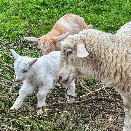 Βίλα Quinta Do Ananas Pineapple Farm *