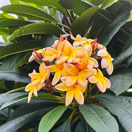 Βίλα Quinta Do Ananas Pineapple Farm São Roque