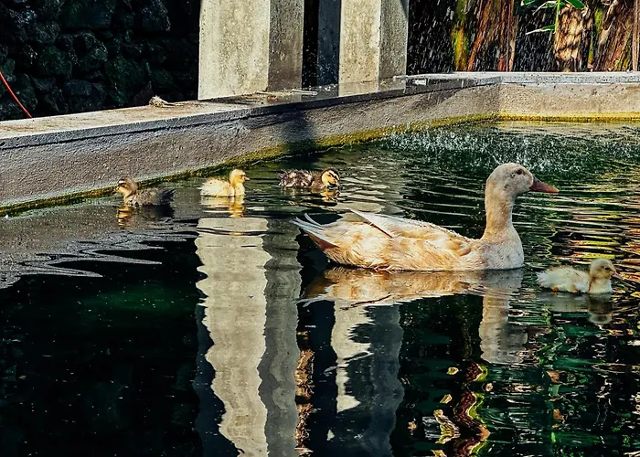 Quinta Do Ananas Pineapple Farm São Roque