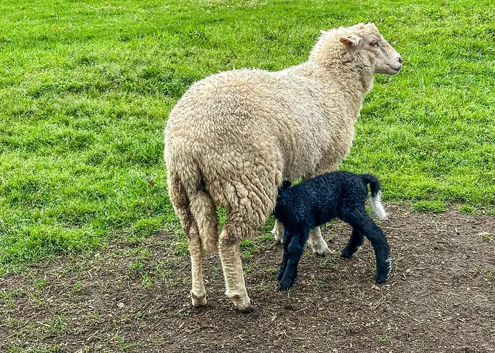 Quinta Do Ananas Pineapple Farm Villa São Roque