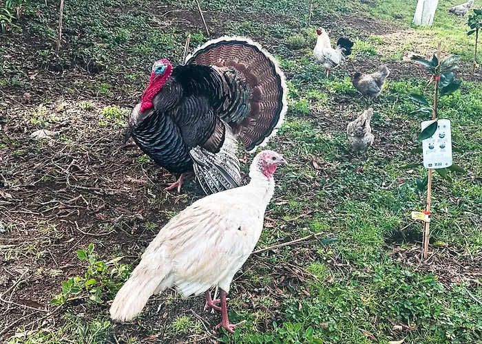 Quinta Do Ananas Pineapple Farm Villa *