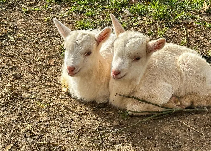 Quinta Do Ananas Pineapple Farm Villa São Roque
