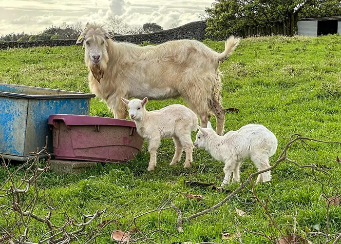 Villa Quinta Do Ananas Pineapple Farm