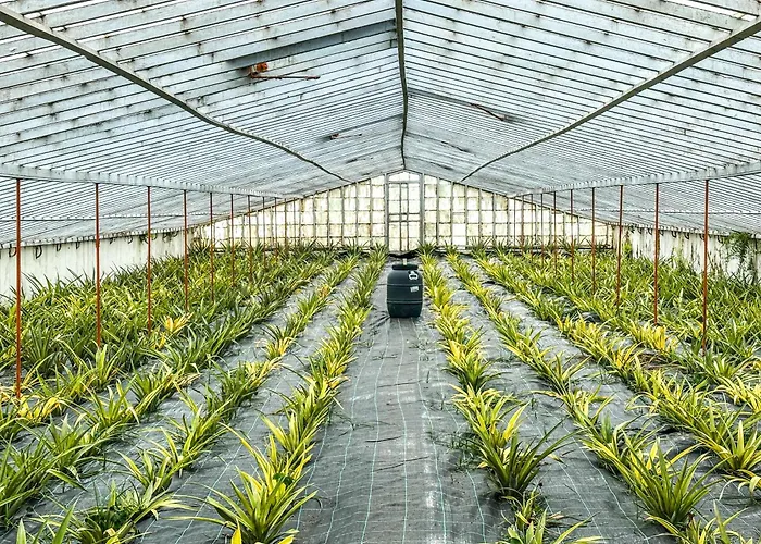 Quinta Do Ananas Pineapple Farm *
