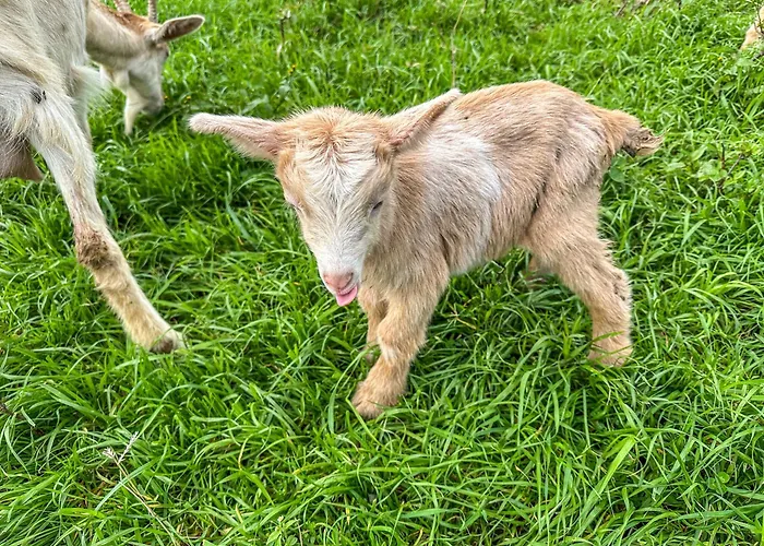 Quinta Do Ananas Pineapple Farm *