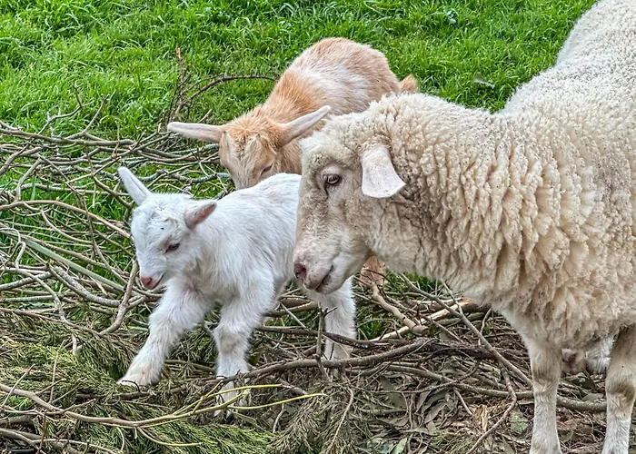 Villa Quinta Do Ananas Pineapple Farm *