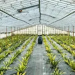 Viva Quinta - Quinta Do Ananas *