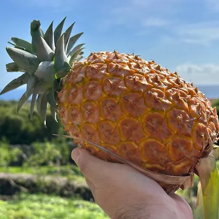 Quinta Do Ananas Pineapple Farm São Roque