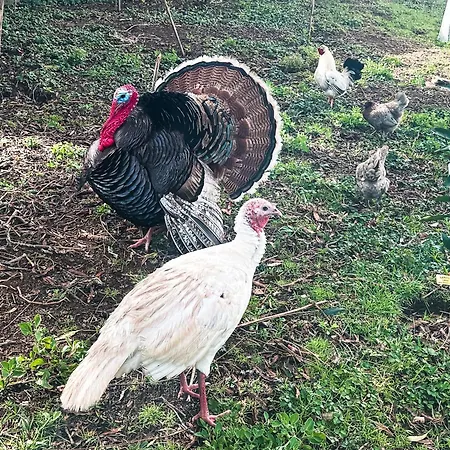 Quinta Do Ananas Pineapple Farm Villa *