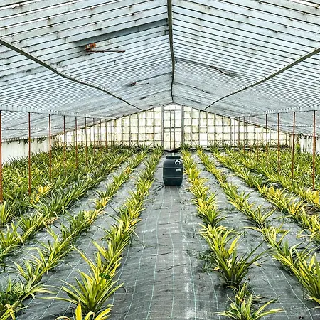 Quinta Do Ananas Pineapple Farm *
