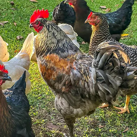 Viva Quinta - Quinta Do Ananas *