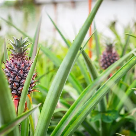 فيلة Viva Quinta I Quinta Do Ananas Pineapple