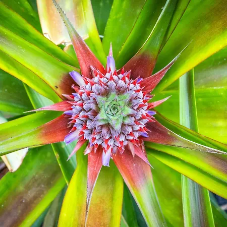 Viva Quinta I Quinta Do Ananas Pineapple São Roque