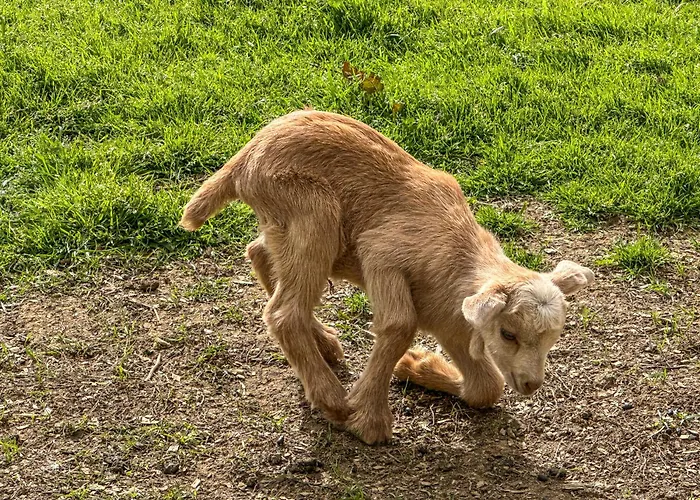 Quinta Do Ananas Pineapple Farm * Sao Roque (Sao Miguel)