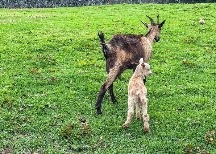 Quinta Do Ananas Pineapple Farm Villa