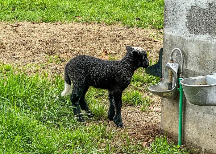 Villa Quinta Do Ananas Pineapple Farm *