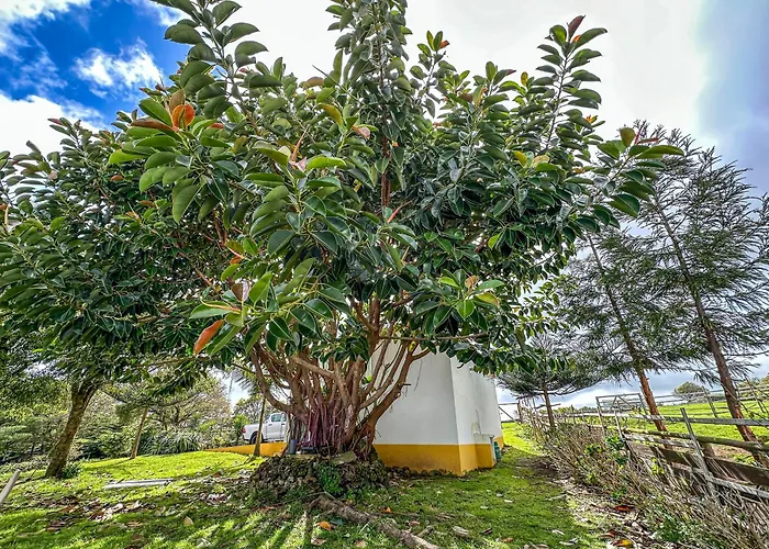 Quinta Do Ananas Pineapple Farm * Sao Roque (Sao Miguel)