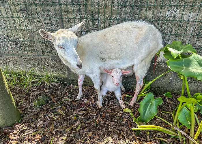 Quinta Do Ananas Pineapple Farm * Sao Roque (Sao Miguel)