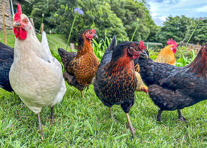 Quinta Do Ananas Pineapple Farm *