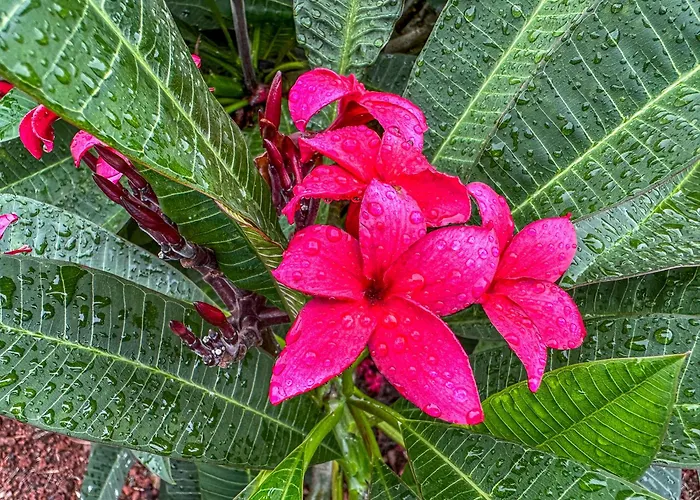 Quinta Do Ananas Pineapple Farm