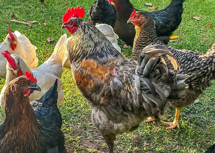 Quinta Do Ananas Pineapple Farm *